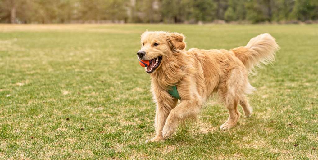 A golden retriever running in a field